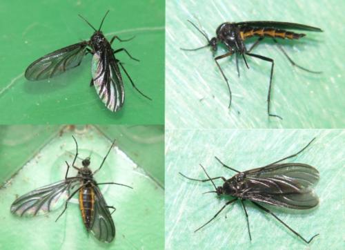 Sciara sp.